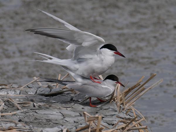 <h3><a href="/trips/ebro/biota/animalia/chordata/aves/024 charadriiformes/017 laridae/sterna hirundo/sterna hirundo-nl.html">Sterna&nbsp;hirundo</a> / Common&nbsp;tern / Visdief</h3>OM-1 Mark II met M.300mm F4.0 + MC-14, 1/2000 sec  bij F5.6, ISO 640, afstand 327&nbsp;m